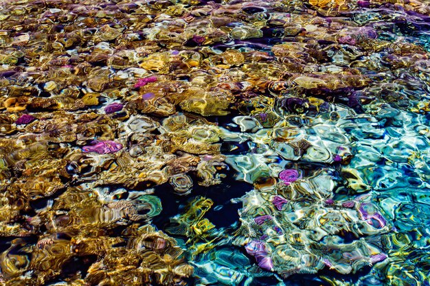 Coral reef multicolored under clear sea jellyfish top view through water