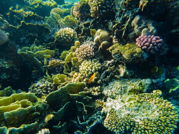 Coral reef of the red sea. corals close-up.