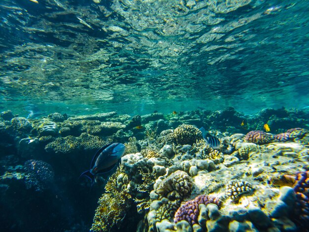 Barriera corallina del mar rosso. primo piano di coralli.