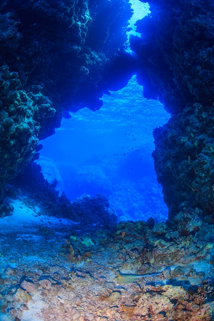 Coral reef Red Sea Egypt