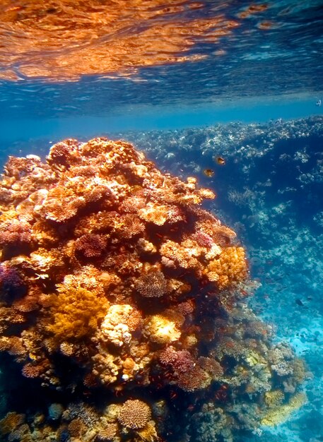 Coral reef in red sea.
