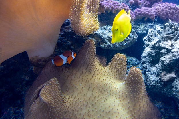 coral reef scenery