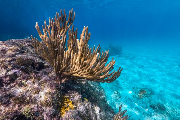 Фото Подводное плавание на коралловых рифах в морском океане куракао