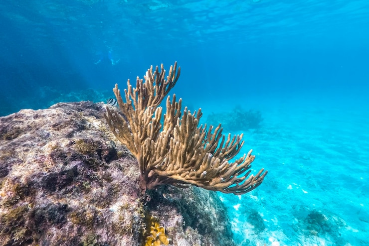 Photo coral reef scuba diving in sea ocean of curacao