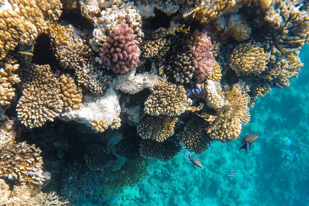 Coral reef in the sea off the coast in azure water