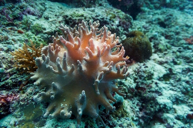 Coral Reef and Tropical Fish on Maldives island Tropical and coral sea wildelife Beautiful underwater world Underwater photography