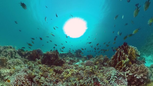 Coral reef and tropical fish panglao philippines