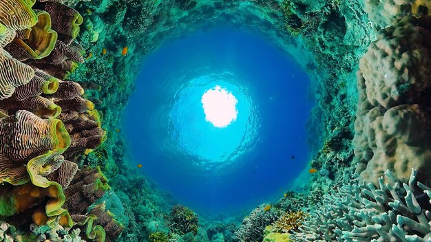 Coral reef and tropical fish panglao philippines