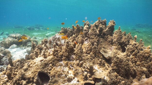 Coral reef and tropical fish philippines