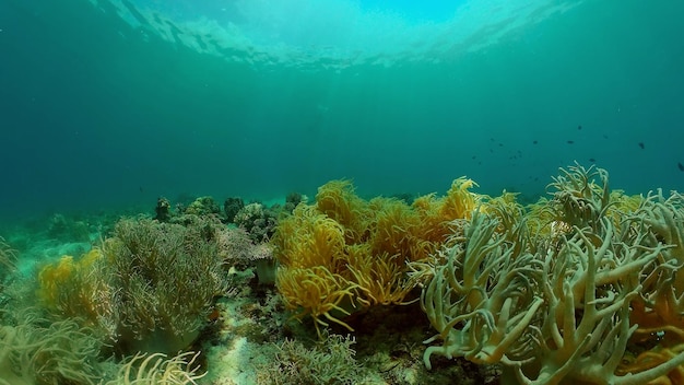 Premium Photo | Coral reef and tropical fish underwater philippines