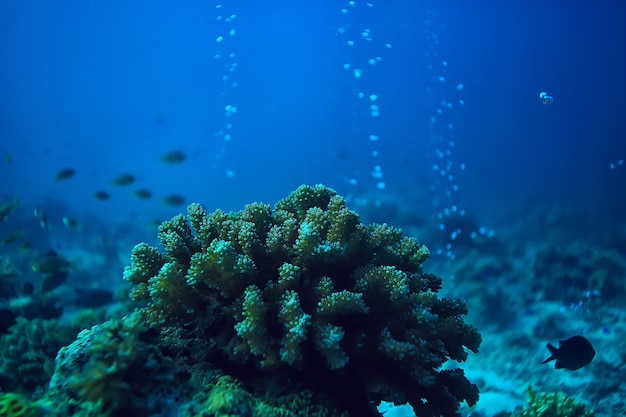 coral reef underwater / lagoon with corals, underwater landscape, snorkeling trip