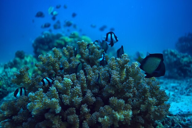 coral reef underwater / lagoon with corals, underwater landscape, snorkeling trip