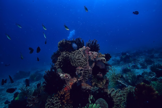 coral reef underwater / lagoon with corals, underwater landscape, snorkeling trip