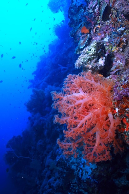 coral reef underwater / lagoon with corals, underwater landscape, snorkeling trip