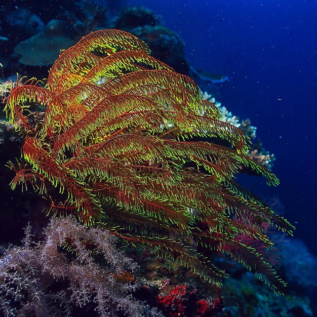 coral reef underwater / lagoon with corals, underwater landscape, snorkeling trip