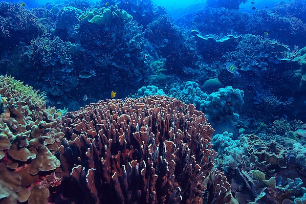 Coral reef underwater / lagoon with corals, underwater\
landscape, snorkeling trip