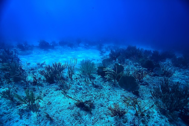 coral reef underwater landscape, lagoon in the warm sea, view under water ecosystem