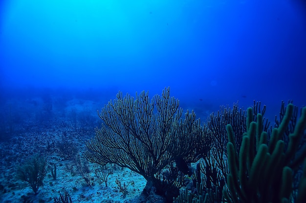 サンゴ礁の水中風景、暖かい海のラグーン、水中生態系の眺め