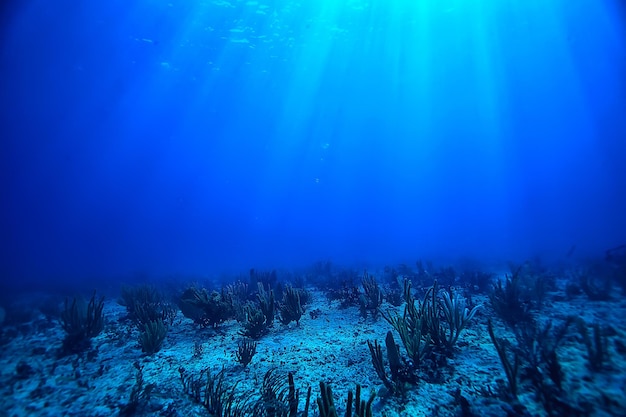 サンゴ礁の水中風景、暖かい海のラグーン、水中生態系の眺め