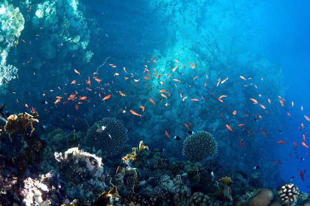 산호초, 수중 풍경입니다. 홍해의 야생 동물.