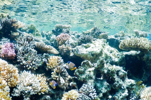 サンゴ礁、水中の風景。紅海の野生生物。