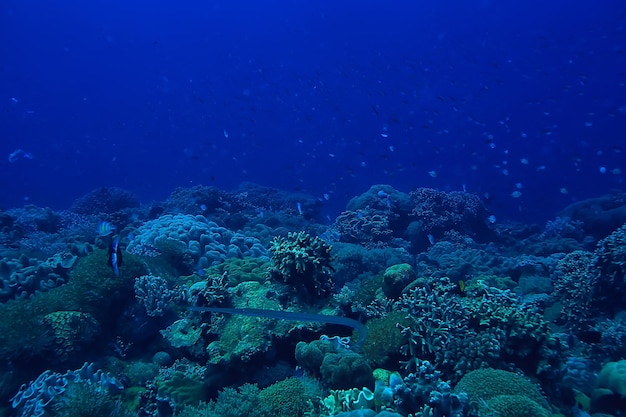 coral reef underwater / sea coral lagoon, ocean ecosystem