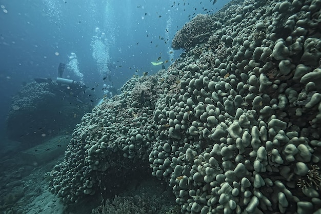 coral reef underwater / sea coral lagoon, ocean ecosystem