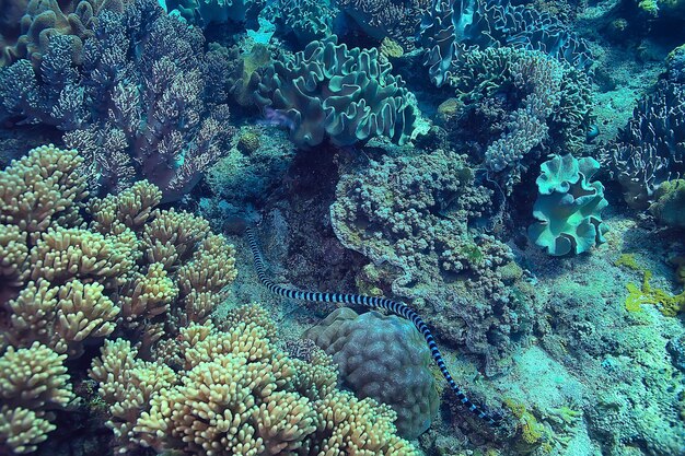 水中のサンゴ礁/海のサンゴラグーン、海洋生態系