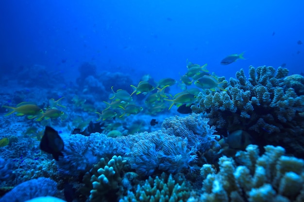подводный коралловый риф / морская коралловая лагуна, экосистема океана