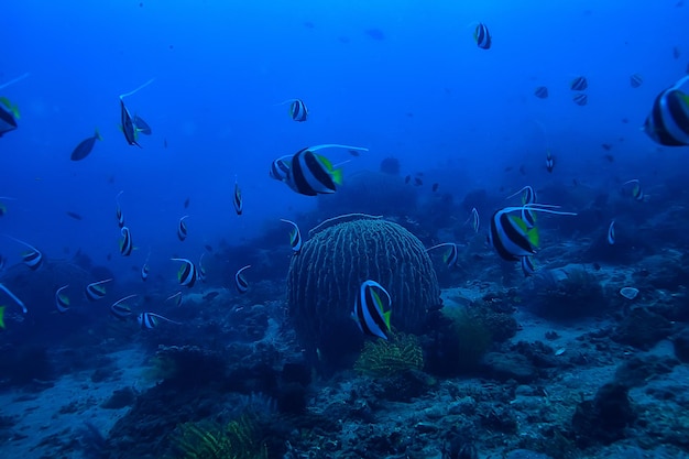 Подводный коралловый риф / морская коралловая лагуна, экосистема океана