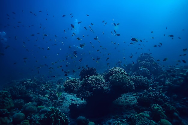 Coral reef underwater / sea coral lagoon, ocean ecosystem