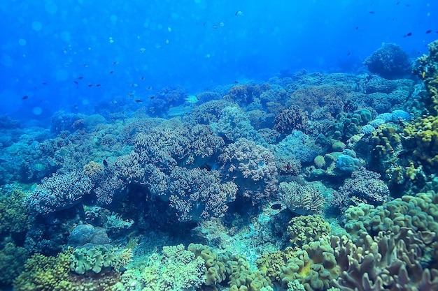 coral reef underwater / sea coral lagoon, ocean ecosystem