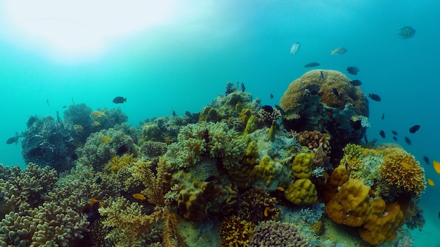 Coral reef underwater with fishes and marine life coral reef and tropical fish