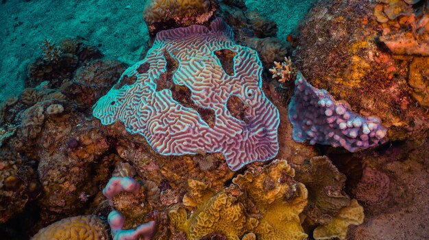 Foto barriera corallina, sott'acqua