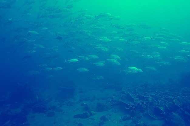 Coral reef vintage toning / unusual landscape, underwater life, ocean nature