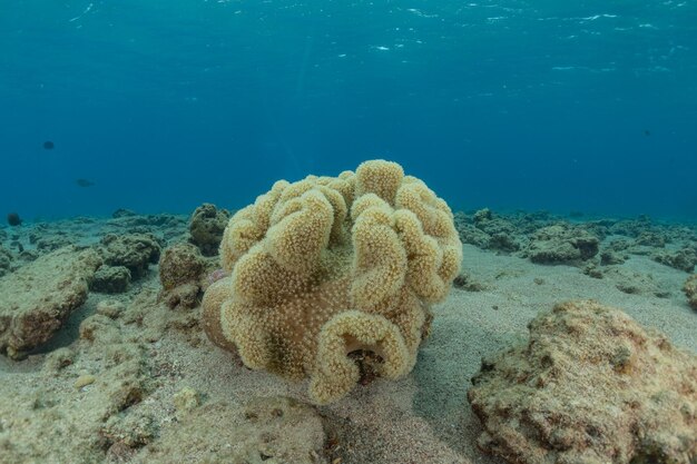 Coral reef and water plants in the red sea eilat israel