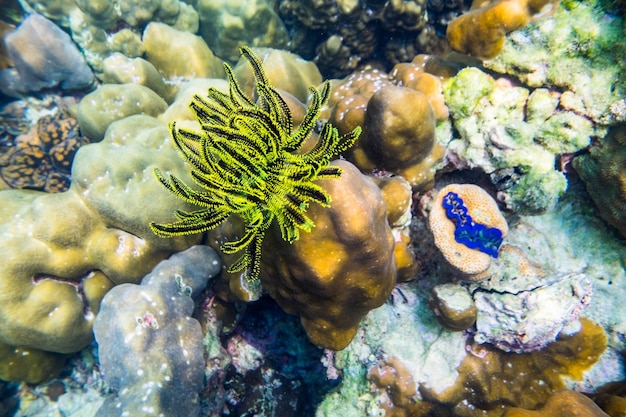 Coral reef yellow black in ocean