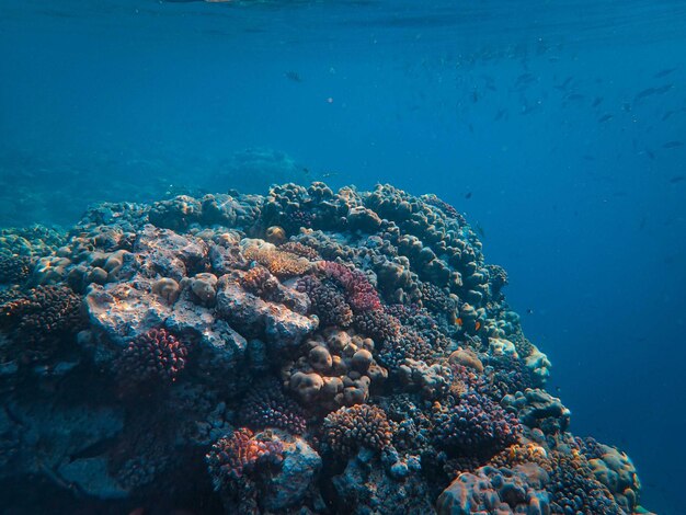 Coral reef