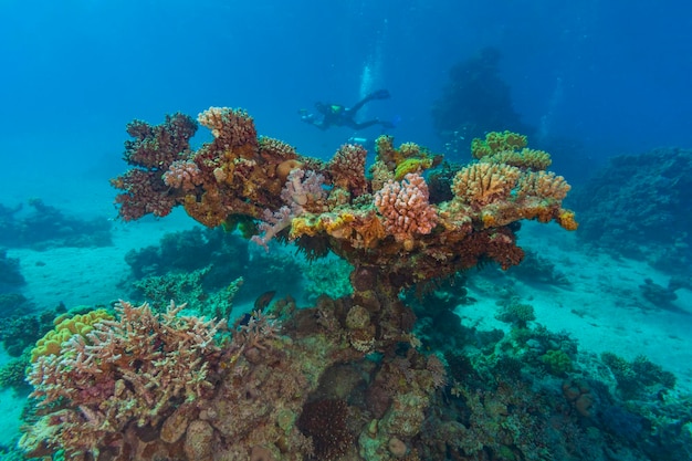 홍해의 산호초.