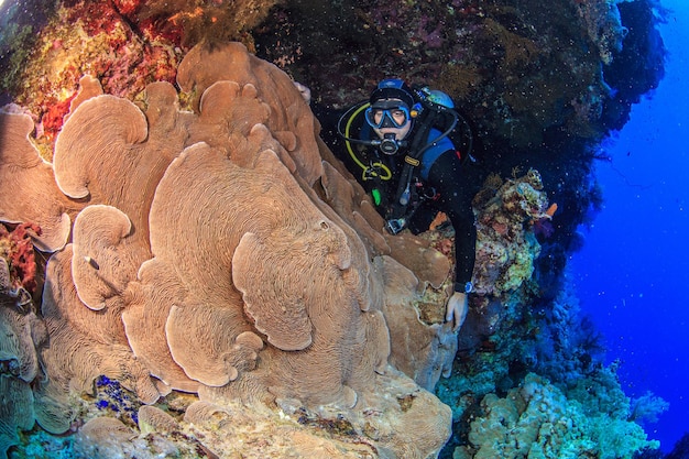 Coral reefs of the Red Sea.