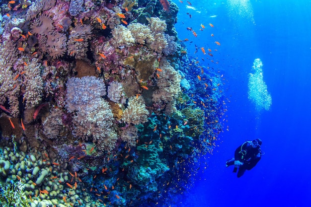 Coral reefs of the Red Sea.