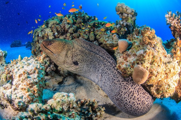 Photo coral reefs of the red sea.