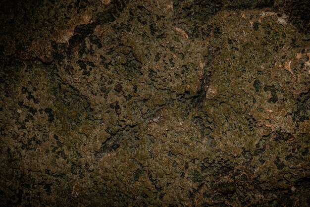 coral rocks texture stone