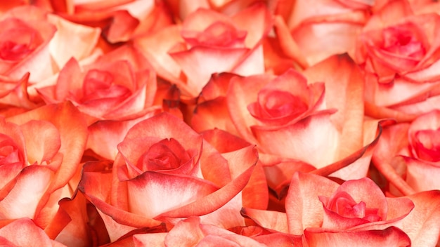 Коралловый цветок розы. Детальная ретушь