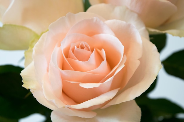 Coral rose flower in roses garden Top view Soft focus