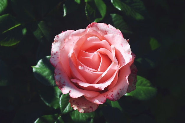 Coral rose flower in roses garden