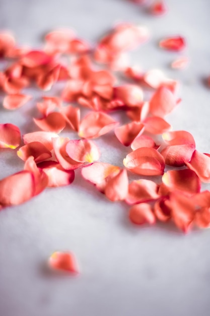 Coral rose petals on marble color of the year flower backgrounds and holidays concept