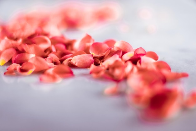 Coral rose petals on marble color of the year flower backgrounds and holidays concept