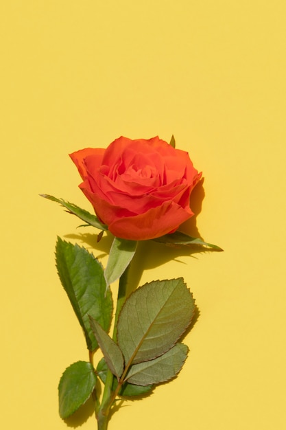 Coral rose on a yellow background vertical