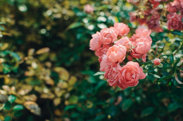 Coral roses bloom in the garden. 